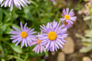Saint Gallen, İsviçre, 18 Mayıs 2024 Aster Himalaicus botanik bahçesindeki çiçekler
