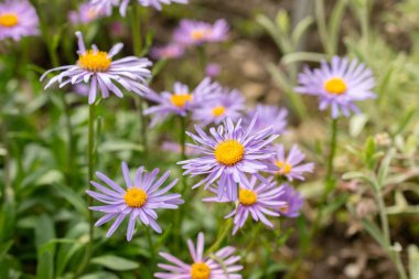 Saint Gallen, İsviçre, 18 Mayıs 2024 Aster Himalaicus botanik bahçesindeki çiçekler