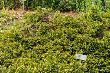 Saint Gallen, İsviçre, 18 Mayıs 2024 Picea Abies Procumbens veya botanik bahçesindeki Avrupa ladin bitkisi