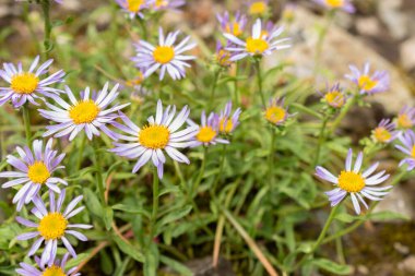 Saint Gallen, İsviçre, 18 Mayıs 2024 Aster Farreri botanik bahçesindeki çiçekler