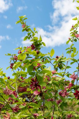 Saint Gallen, İsviçre, 18 Mayıs 2024 Sinocalycanthus Chinensis veya botanik bahçesindeki Çin tatlısu bitkisi