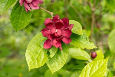 Saint Gallen, İsviçre, 18 Mayıs 2024 Sinocalycanthus Chinensis veya botanik bahçesindeki Çin tatlısu bitkisi