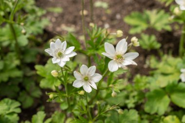 Saint Gallen, İsviçre, 18 Mayıs 2024 Anemone Leveillei veya botanik bahçesindeki orman yel çiçeği bitkisi
