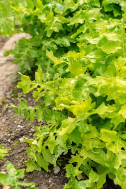 Saint Gallen, İsviçre, 18 Mayıs 2024 Acanthus Macar bitkisi botanik bahçesinde.