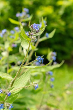 Saint Gallen, İsviçre, 18 Mayıs 2024 Pentaglottis Sempervirens veya botanik bahçesindeki yeşil alkanet fabrikası