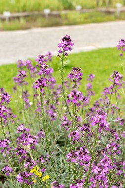 Saint Gallen, İsviçre, 18 Mayıs 2024 Erysimum Bicolor Bitkisi Botanik Bahçesi