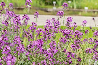 Saint Gallen, İsviçre, 18 Mayıs 2024 Erysimum Bicolor Bitkisi Botanik Bahçesi