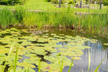 Saint Gallen, İsviçre, 18 Mayıs 2024 Botanik Bahçesinde küçük bir gölet