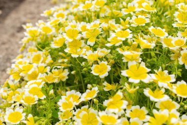 Saint Gallen, İsviçre, 18 Mayıs 2024 Limnanthes Douglasii veya botanik bahçesinde haşlanmış yumurta fabrikası