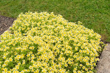 Saint Gallen, İsviçre, 18 Mayıs 2024 Limnanthes Douglasii veya botanik bahçesinde haşlanmış yumurta fabrikası