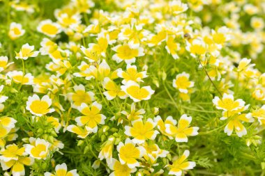 Saint Gallen, İsviçre, 18 Mayıs 2024 Limnanthes Douglasii veya botanik bahçesinde haşlanmış yumurta fabrikası