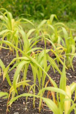 Saint Gallen, İsviçre, 18 Mayıs 2024 Coix Lacryma-Jobi veya botanik bahçesindeki adlay darı bitkisi