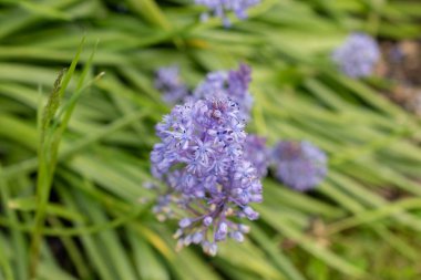 Saint Gallen, İsviçre, 18 Mayıs 2024 Scilla Litardierei veya botanik bahçesindeki Dalmaçyalı scilla bitkisi