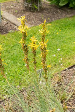 Saint Gallen, İsviçre, 18 Mayıs 2024 Asphodelus Fistulosus veya botanik bahçesindeki içi boş asphodel bitkisi