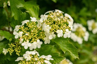 Saint Gallen, İsviçre, 18 Mayıs 2024 Viburnum Opulus veya guelder gül bitkisi botanik bahçesinde