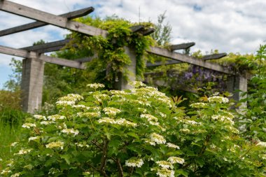 Saint Gallen, İsviçre, 18 Mayıs 2024 Viburnum Opulus veya guelder gül bitkisi botanik bahçesinde