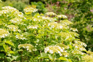 Saint Gallen, İsviçre, 18 Mayıs 2024 Viburnum Opulus veya guelder gül bitkisi botanik bahçesinde