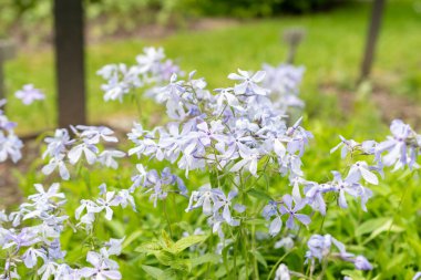 Saint Gallen, İsviçre, 18 Mayıs 2024 Phlox Stolonifera ya da botanik bahçesindeki sürünen fenomen bitkisi