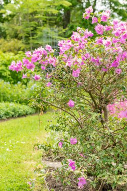 Saint Gallen, İsviçre, 18 Mayıs 2024 Bougainvillea X Buttiana Bitkisi Botanik Bahçesi