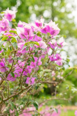 Saint Gallen, İsviçre, 18 Mayıs 2024 Bougainvillea X Buttiana Bitkisi Botanik Bahçesi