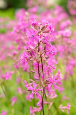 Saint Gallen, İsviçre, 18 Mayıs 2024 Silene Viscaria veya botanik bahçesindeki yapışkan catchfly bitkisi