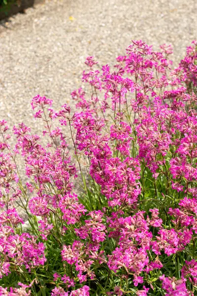 Stock image Saint Gallen, Switzerland, May 18, 2024 Silene Viscaria or sticky catchfly plant at the botanical garden