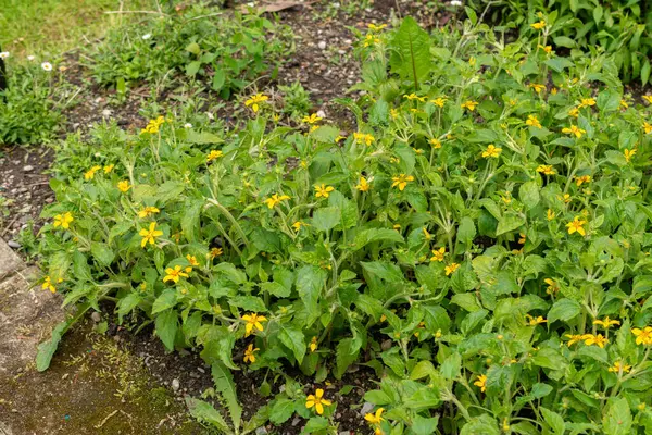 Stock image Saint Gallen, Switzerland, May 18, 2024 Chrysogonum Virginianum or golden knee plant at the botanical garden