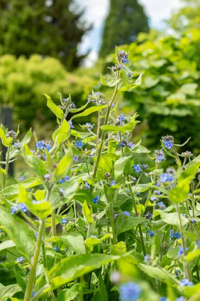 stock image Saint Gallen, Switzerland, May 18, 2024 Pentaglottis Sempervirens or green alkanet plant at the botanical garden