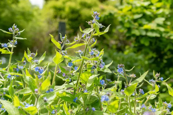 stock image Saint Gallen, Switzerland, May 18, 2024 Pentaglottis Sempervirens or green alkanet plant at the botanical garden