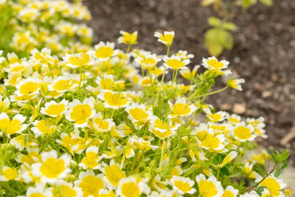 stock image Saint Gallen, Switzerland, May 18, 2024 Limnanthes Douglasii or poached egg plant at the botanical garden