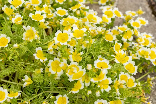 stock image Saint Gallen, Switzerland, May 18, 2024 Limnanthes Douglasii or poached egg plant at the botanical garden