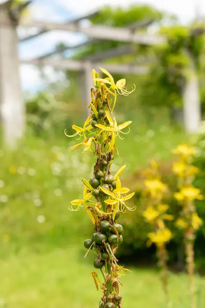 stock image Saint Gallen, Switzerland, May 18, 2024 Asphodelus Fistulosus or hollow stemmed asphodel plant at the botanical garden