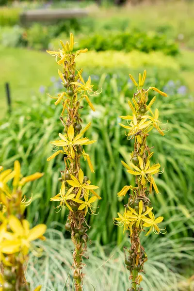 stock image Saint Gallen, Switzerland, May 18, 2024 Asphodelus Fistulosus or hollow stemmed asphodel plant at the botanical garden