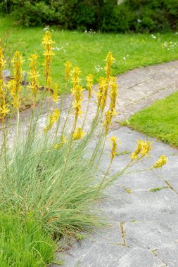 Saint Gallen, İsviçre, 19 Mayıs 2024 Asphodeline Lutea veya kralların botanik bahçesindeki mızrak fabrikası