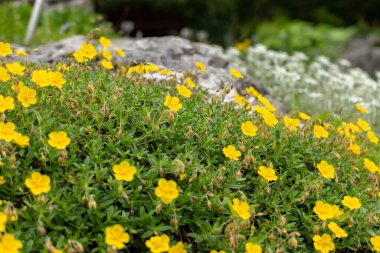 Saint Gallen, Switzerland, May 19, 2024 Helianthemum Nummularium or common rock rose plant at the botanical garden clipart