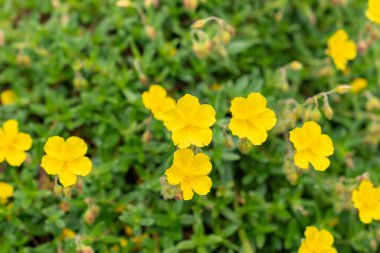 Saint Gallen, İsviçre, 19 Mayıs 2024 Helianthemum Nummularium veya botanik bahçesindeki sıradan kaya gül bitkisi