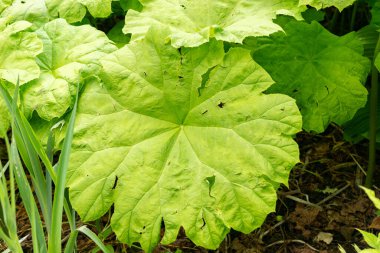 Saint Gallen, İsviçre, 19 Mayıs 2024 Astilboides Tabularis, Botanik Bahçesi