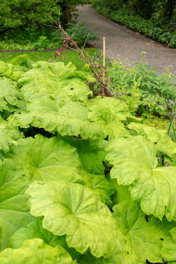 Saint Gallen, İsviçre, 19 Mayıs 2024 Astilboides Tabularis, Botanik Bahçesi