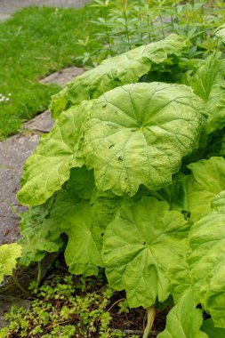 Saint Gallen, İsviçre, 19 Mayıs 2024 Astilboides Tabularis, Botanik Bahçesi