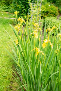 Saint Gallen, İsviçre, 19 Mayıs 2024 Iris Pseudacorus veya botanik bahçesindeki sarı bayrak bitkisi