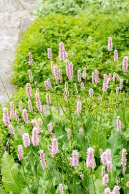 Saint Gallen, İsviçre, 19 Mayıs 2024 Botanik Bahçesindeki Bistorta Resmi Tesisi