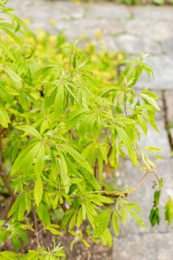 Saint Gallen, İsviçre, 19 Mayıs 2024 Vitex Agnus Castus bitkisi botanik bahçesinde.