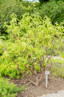 Saint Gallen, İsviçre, 19 Mayıs 2024 Vitex Agnus Castus bitkisi botanik bahçesinde.