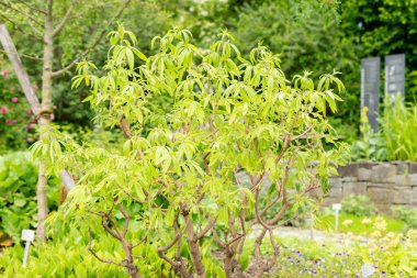 Saint Gallen, İsviçre, 19 Mayıs 2024 Vitex Agnus Castus bitkisi botanik bahçesinde.