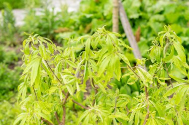 Saint Gallen, İsviçre, 19 Mayıs 2024 Vitex Agnus Castus bitkisi botanik bahçesinde.