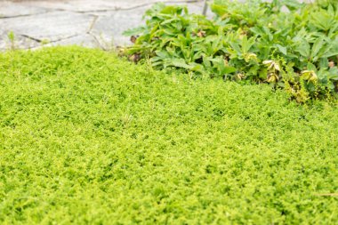 Saint Gallen, İsviçre, 19 Mayıs 2024 Herniaria Glabra veya botanik bahçesindeki pürüzsüz rupturewort bitkisi