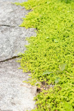 Saint Gallen, İsviçre, 19 Mayıs 2024 Herniaria Glabra veya botanik bahçesindeki pürüzsüz rupturewort bitkisi