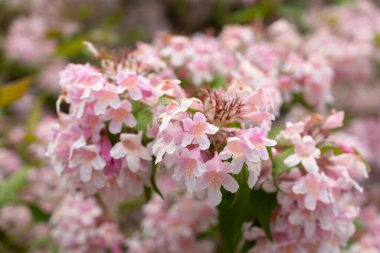 Saint Gallen, İsviçre, 19 Mayıs 2024 Kolkwitzia Amabilis veya botanik bahçesindeki güzellik çalı bitkisi