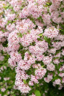 Saint Gallen, İsviçre, 19 Mayıs 2024 Kolkwitzia Amabilis veya botanik bahçesindeki güzellik çalı bitkisi