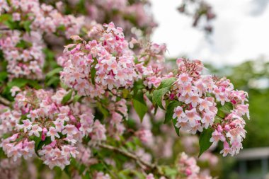 Saint Gallen, İsviçre, 19 Mayıs 2024 Kolkwitzia Amabilis veya botanik bahçesindeki güzellik çalı bitkisi